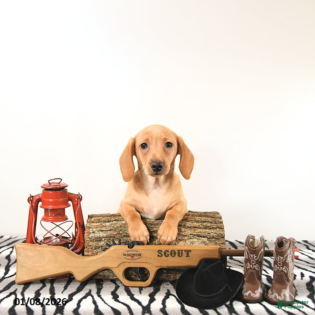 Miniature Dachshund dogs for sale: Benny - Ad 4