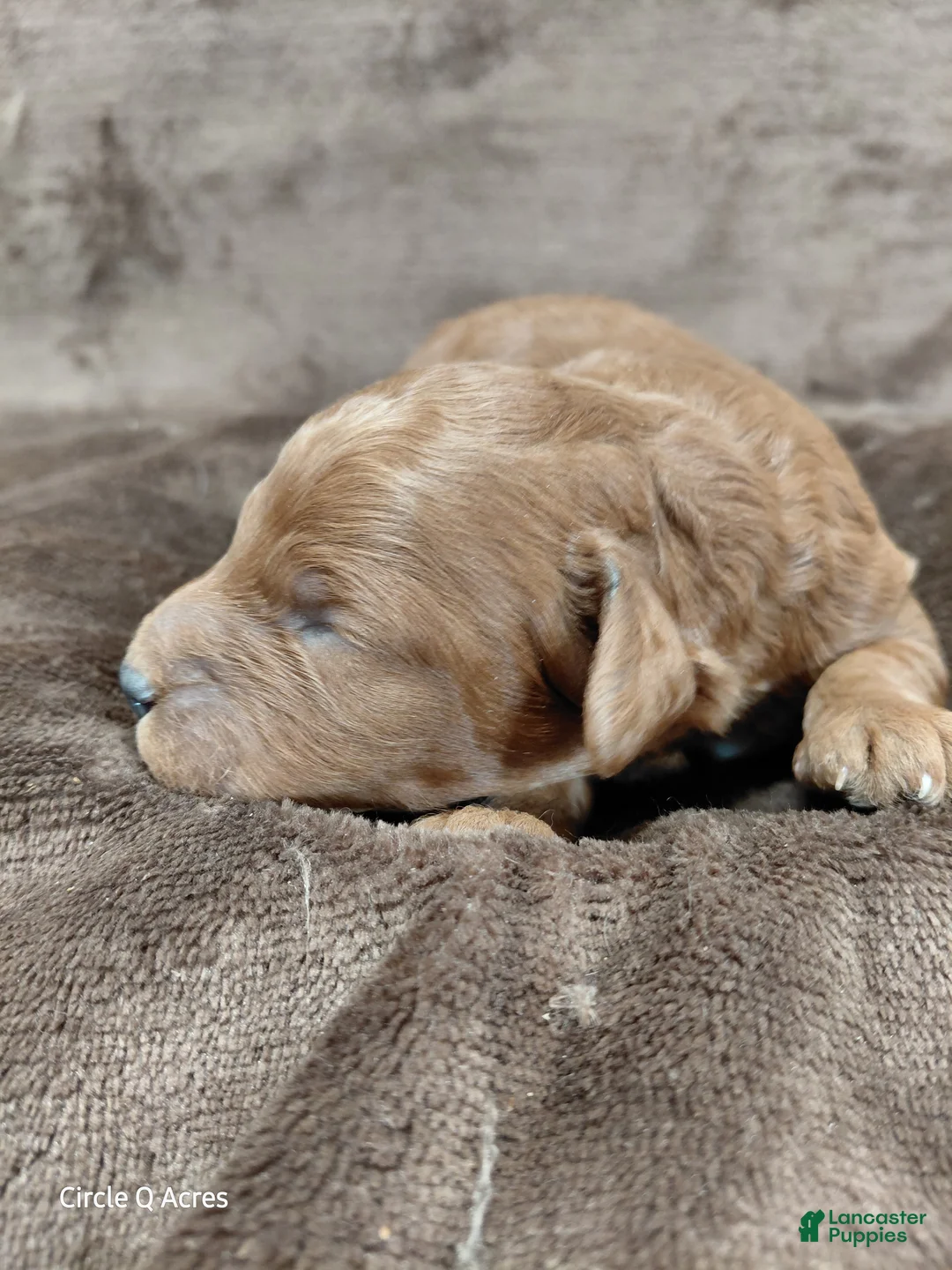 Mini Goldendoodle dogs for sale: Copper - Ad 2