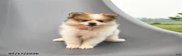 Pomeranian dogs for sale: Merle - Ad 4