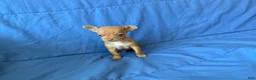 Chihuahua dogs for sale: Finn - Ad 7