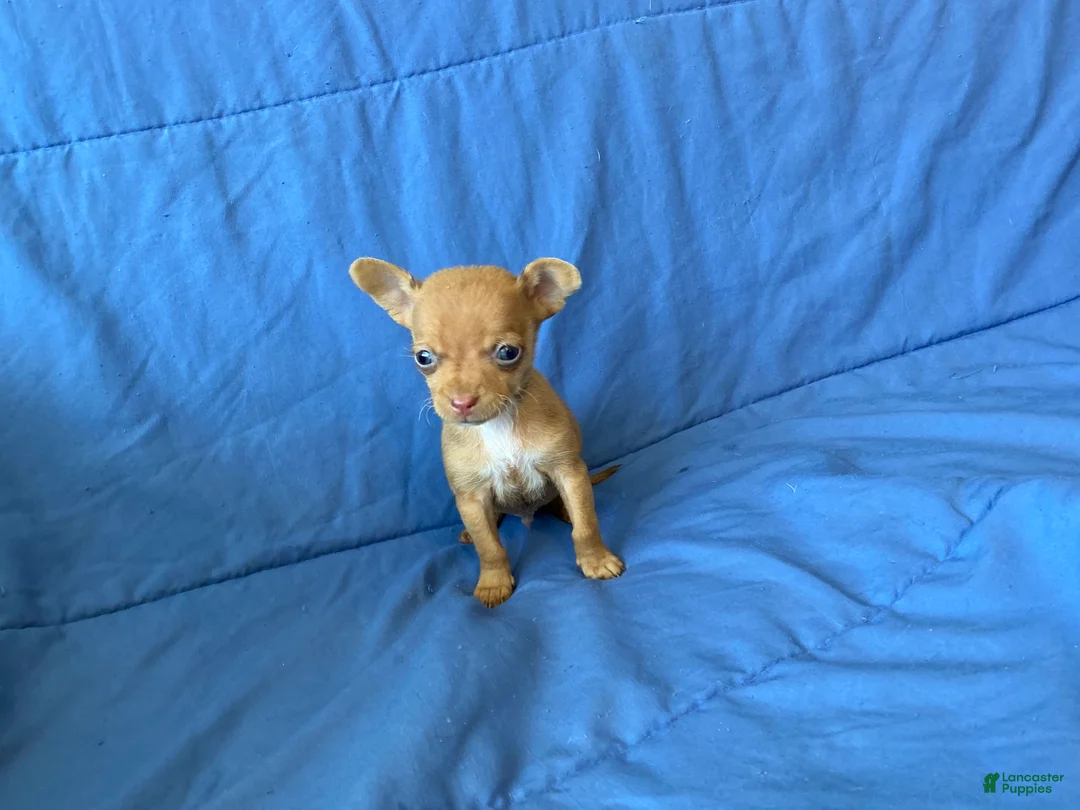 Chihuahua dogs for sale: Finn - Ad 7