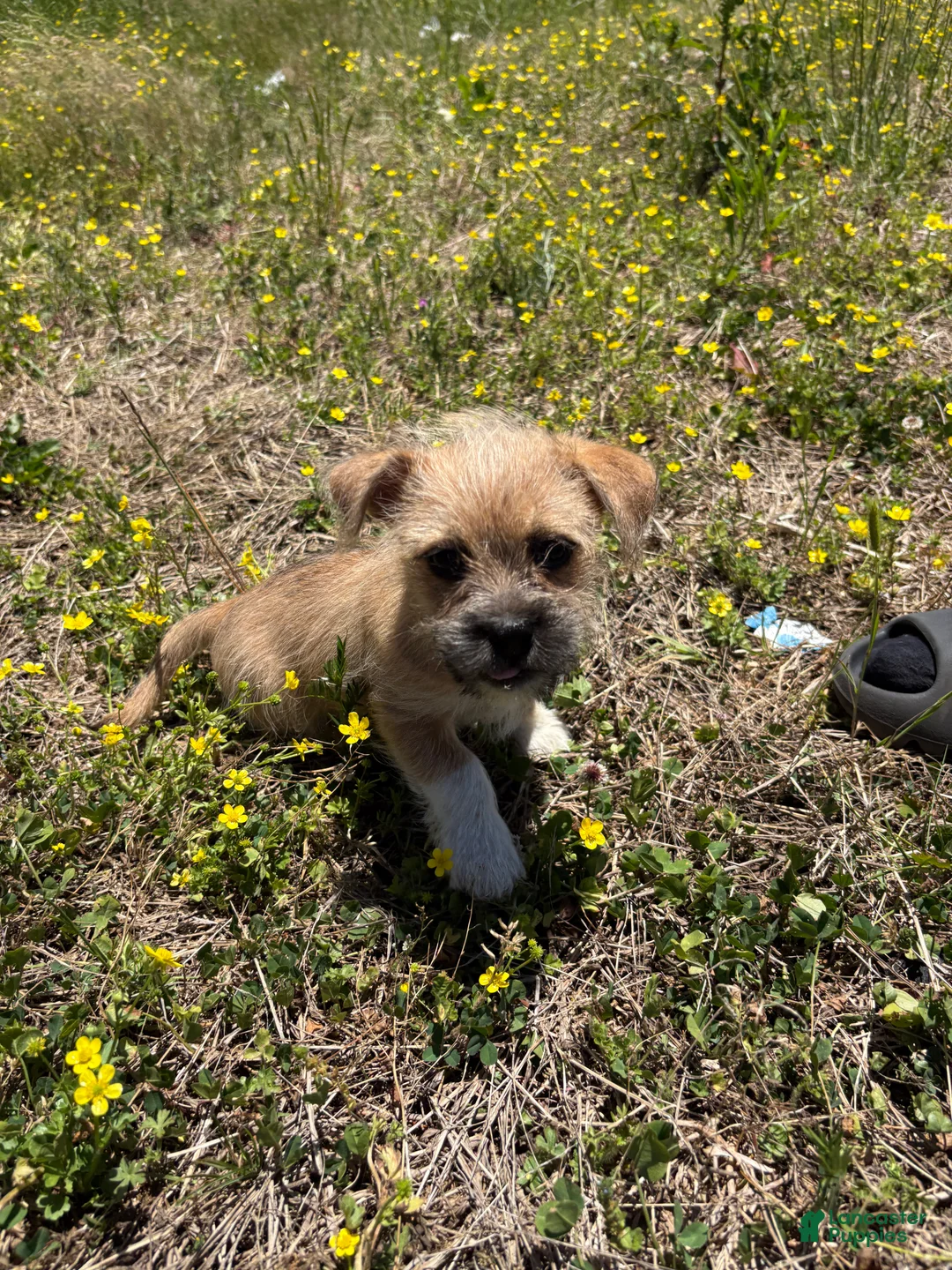 Mixed Breed dogs for sale: Boots - Ad 1