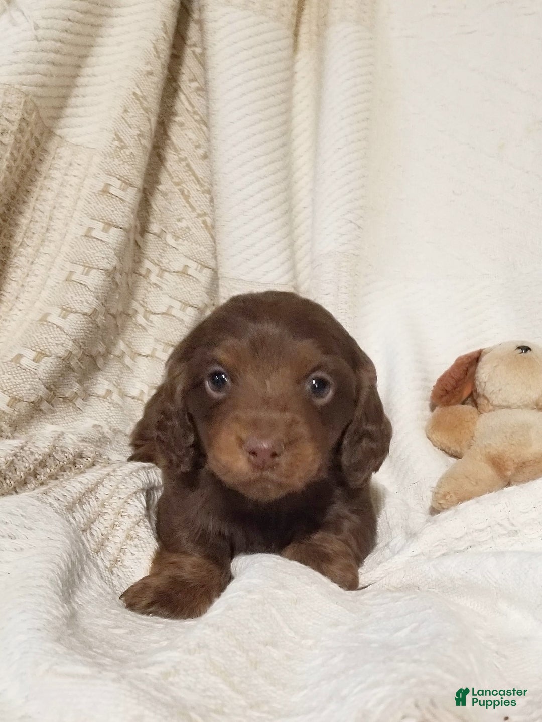 Miniature Dachshund dogs for sale: Teddy - Ad 1