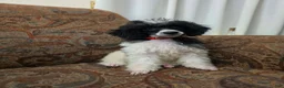 Miniature Poodle dogs for sale: Tamarack  - Ad 7
