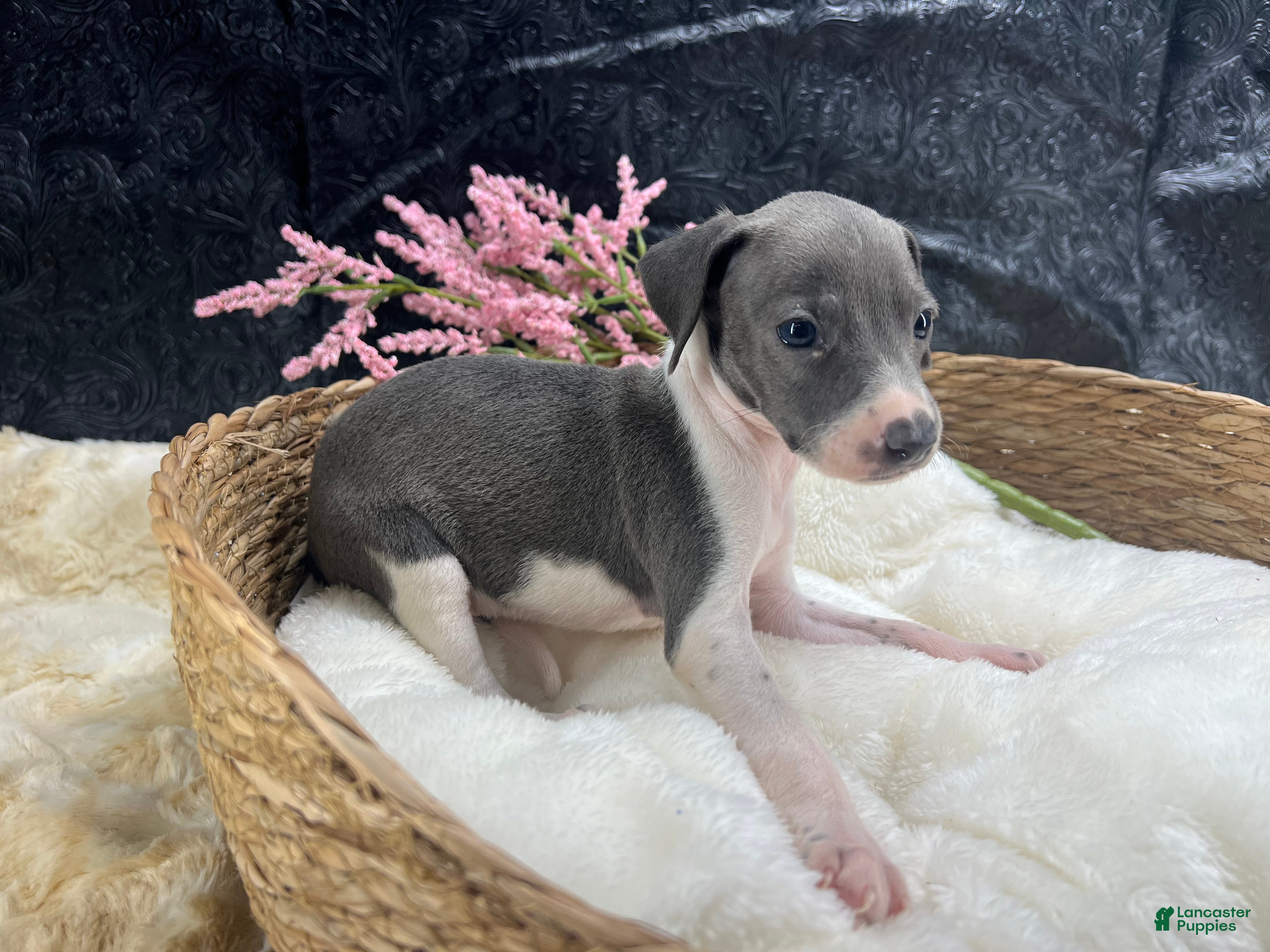 Italian Greyhound dogs Italian Greyhound 4 - Ad 1
