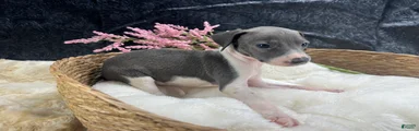 Italian Greyhound 4