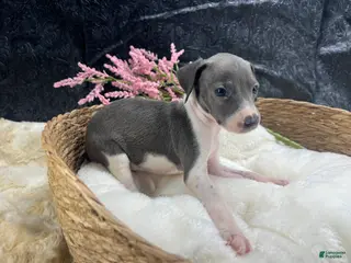 Italian Greyhound dogs for sale: Italian Greyhound 4 - Ad 1