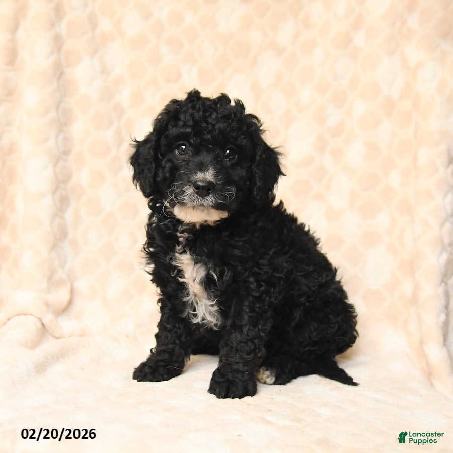 Miniature Poodle dogs Bingo - Ad 2