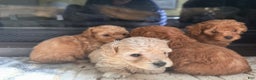 Toy Poodle dogs for sale: Toy Poodle Puppy 2 - Ad 2