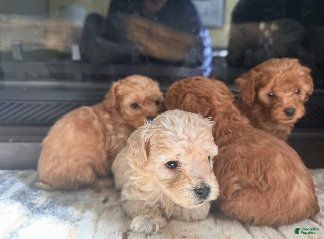 Toy Poodle dogs for sale: Toy Poodle Puppy 2 - Ad 2