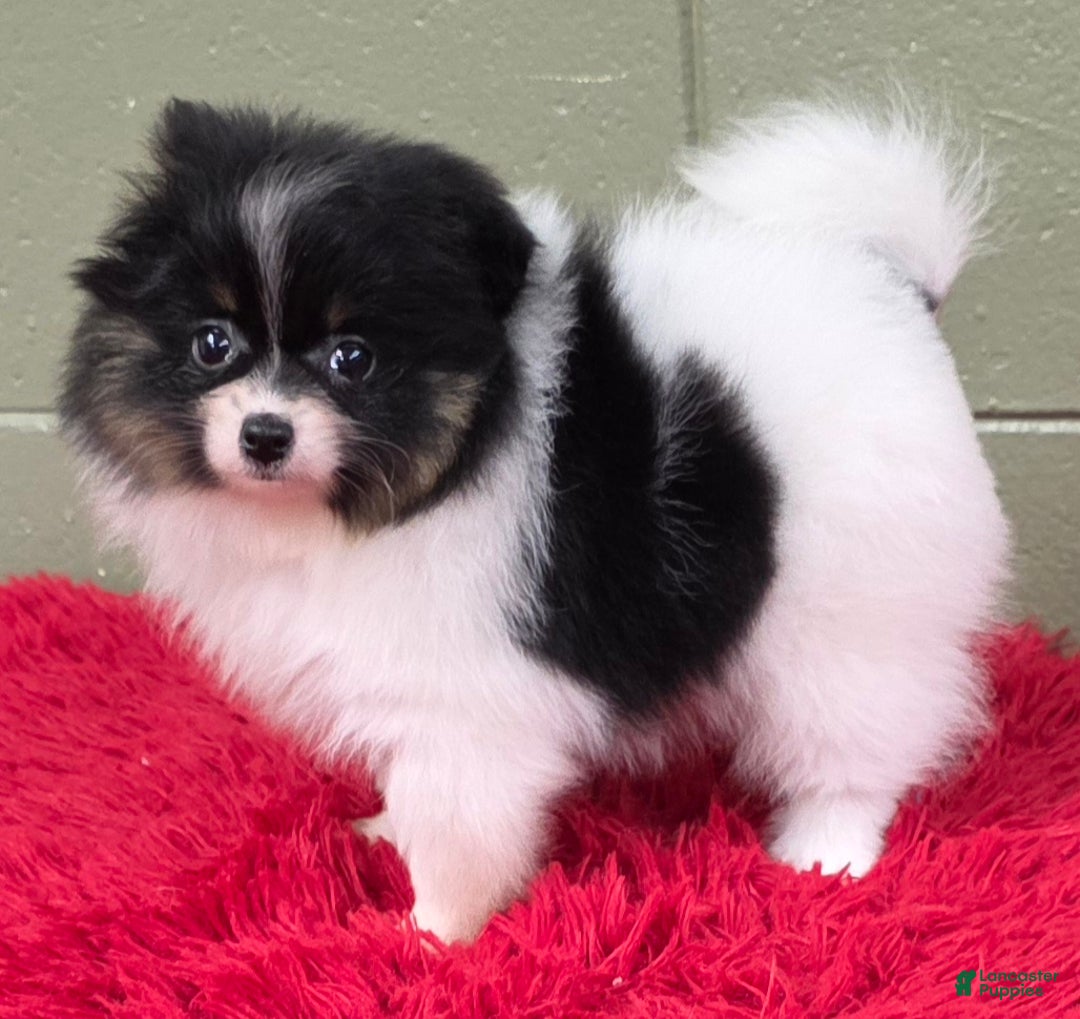 Pomeranian dogs for sale: Pomeranian Puppy 1 - Ad 6