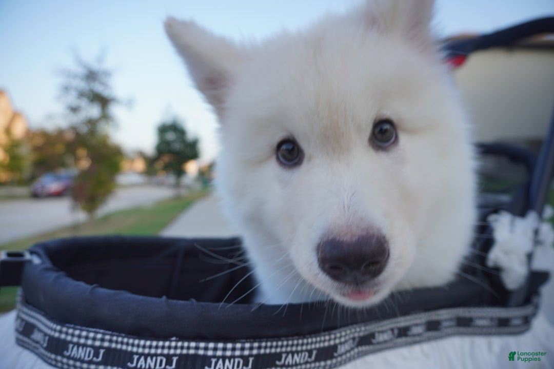 Alaskan Malamute dogs for sale: Xi Xi - Ad 6