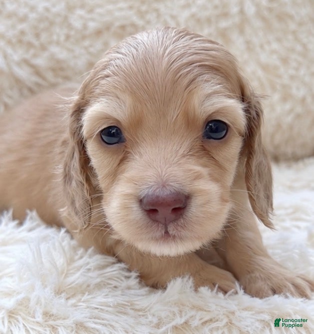 Miniature Dachshund dogs Donnie - Ad 1