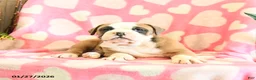Olde English Bulldogge dogs for sale: Buster - Ad 3