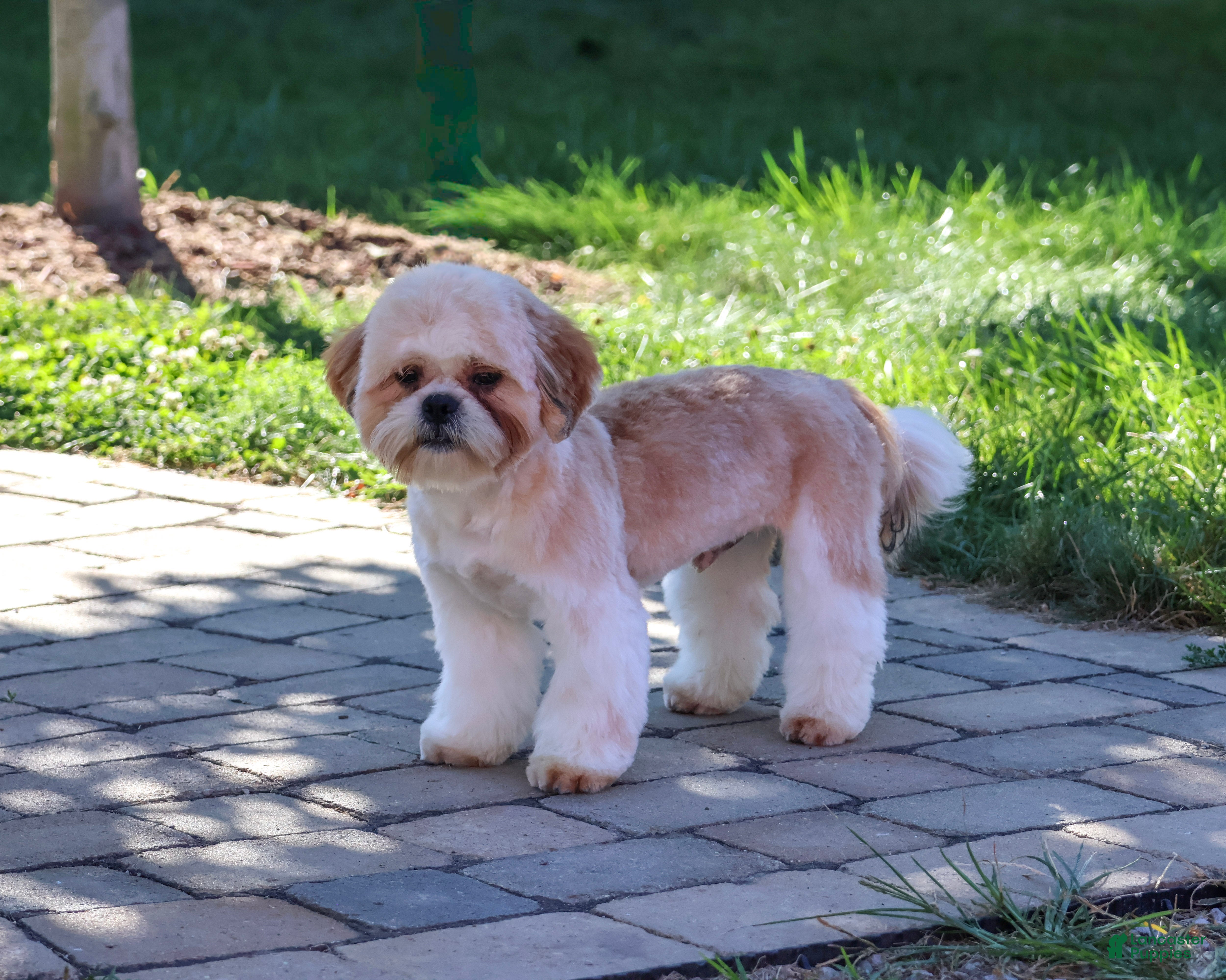 Shih Tzu dogs Fox - Ad 2