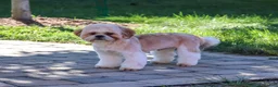 Shih Tzu dogs for sale: Fox - Ad 2