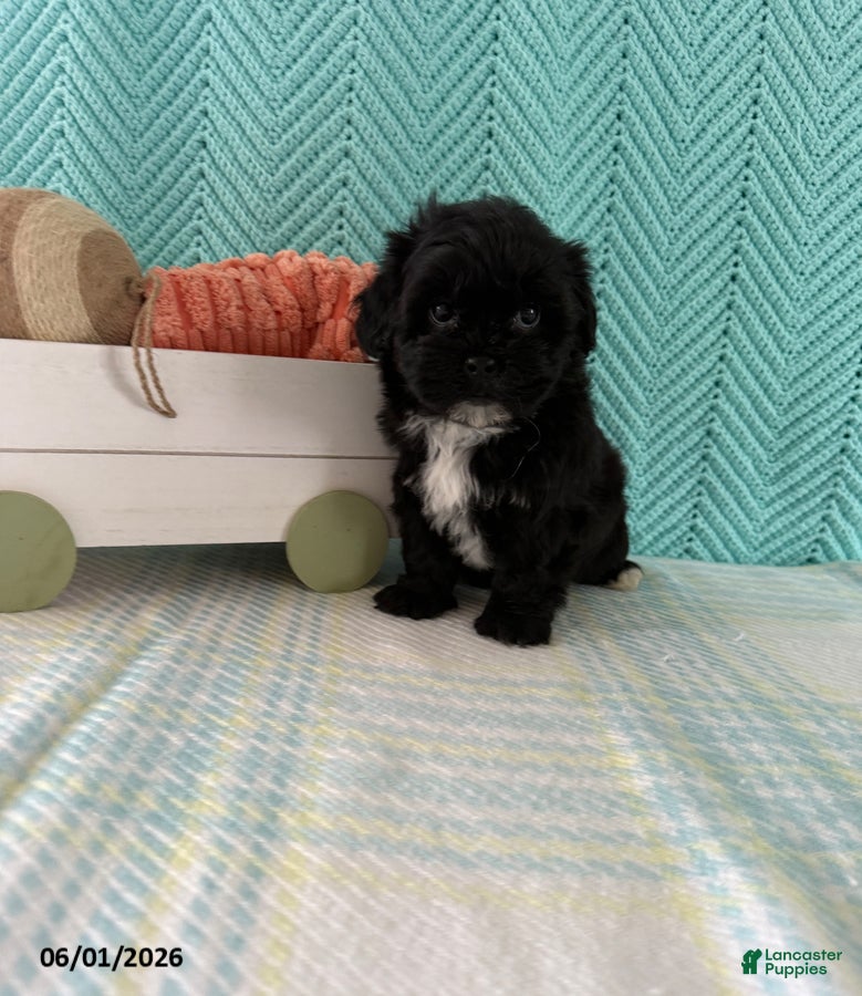 Mixed Breed dogs Midnight - Ad 1