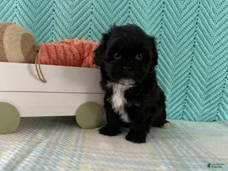 Mixed Breed dogs for sale: Midnight - Ad 1