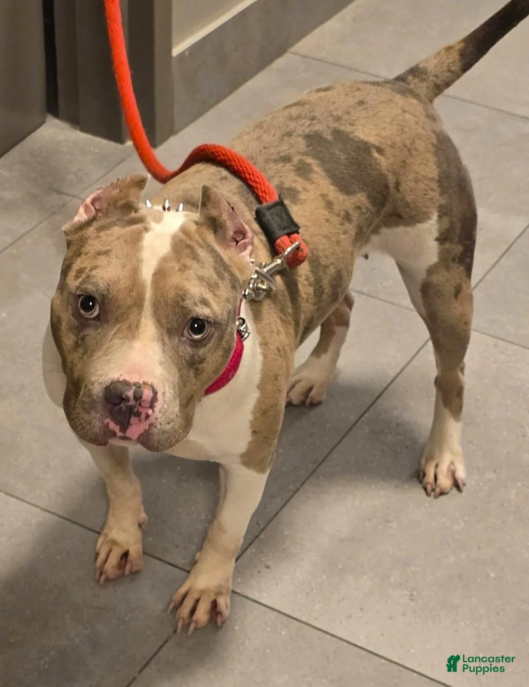 American Bully dogs for sale: "AALIYAH" BLUE MERLE - Ad 6