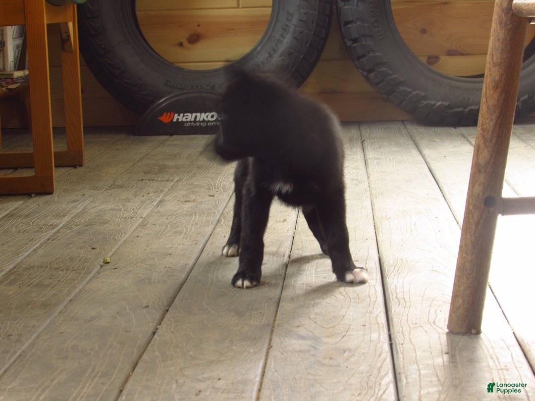 Mixed Breed dogs for sale: Koda - Ad 2