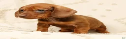 Miniature Dachshund dogs for sale: Felix - Ad 3