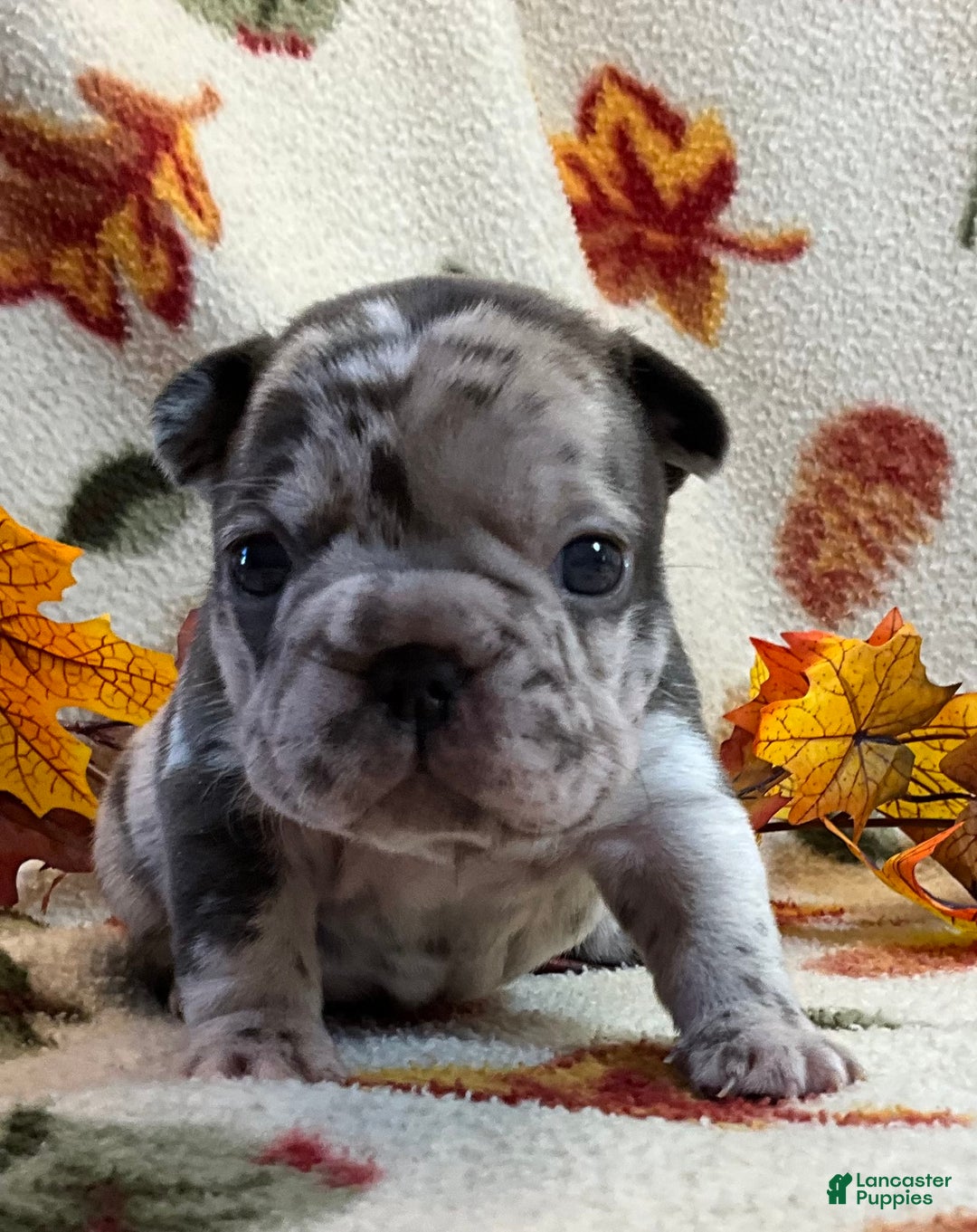 French Bulldog dogs for sale: Arrow - Ad 24
