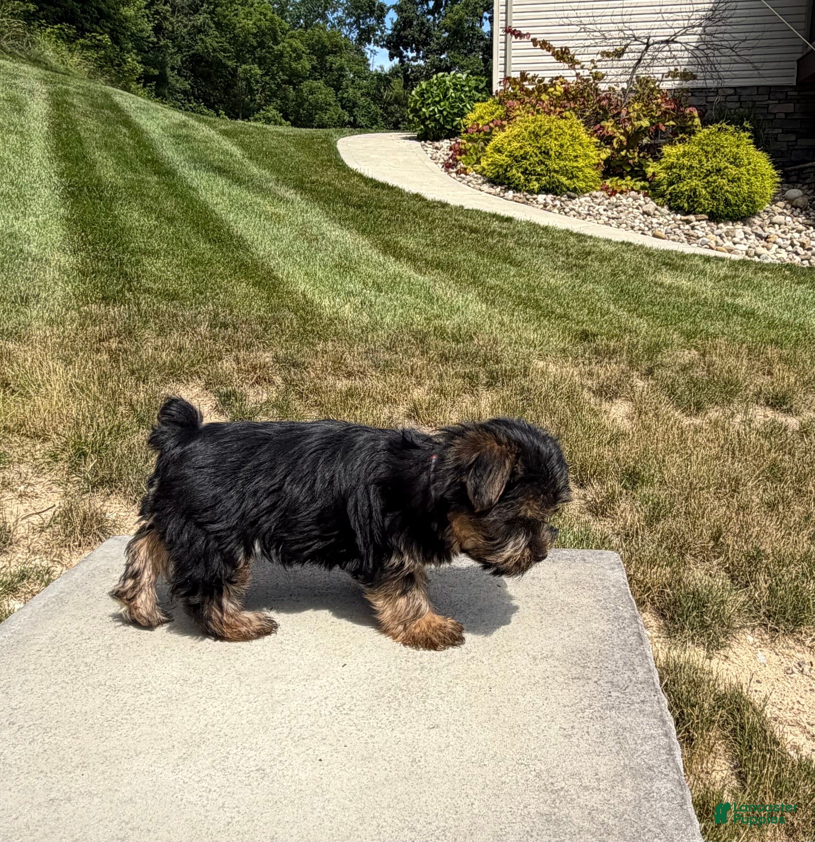 Yorkshire Terrier dogs Xena - Ad 2