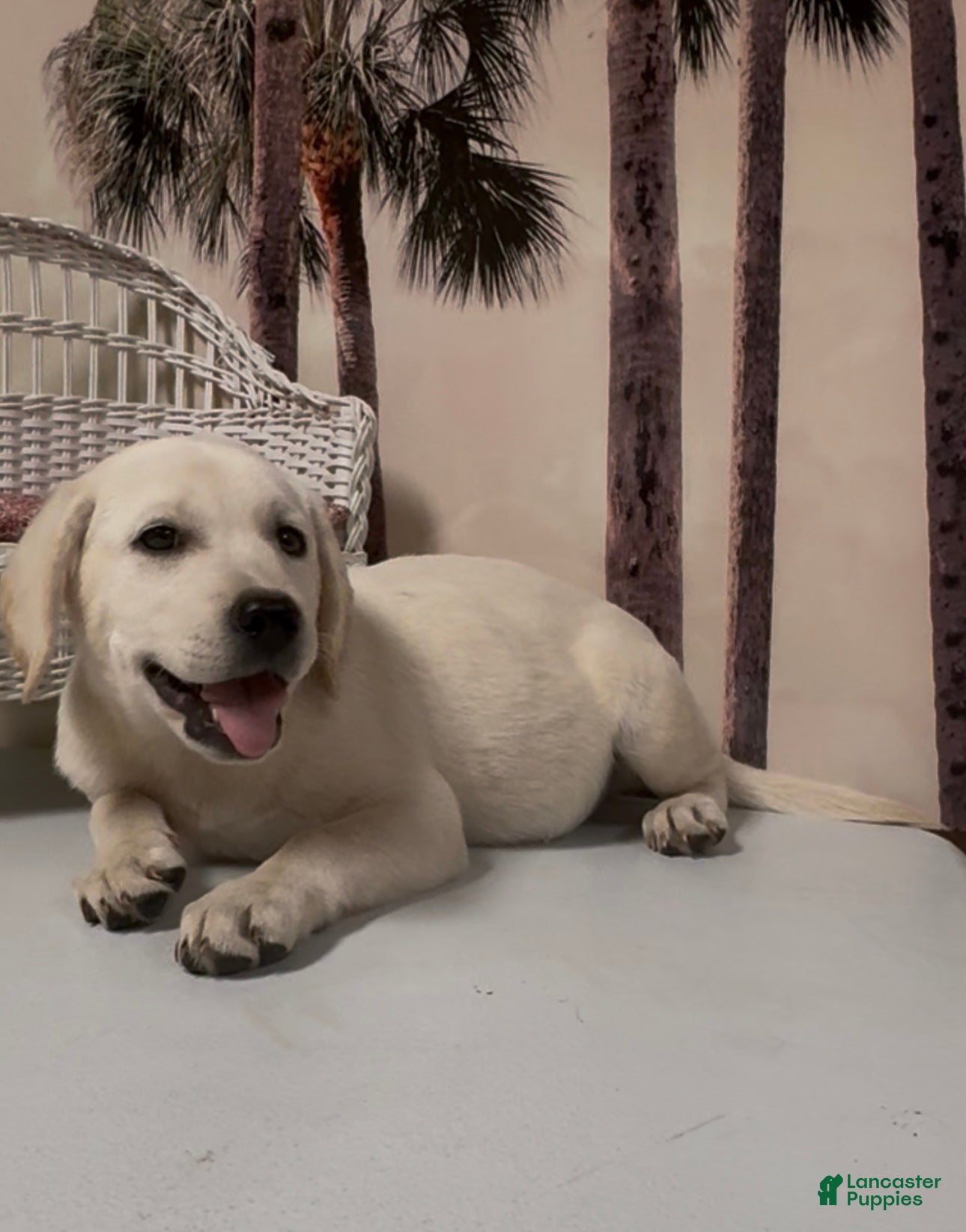 Labrador Retriever dogs for sale: Labrador Retriever Jackie - Ad 36