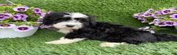 Mixed Breed dogs for sale: Benji - Ad 4