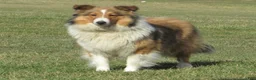 Shetland Sheepdog dogs for sale: Bruno Shetland Sheepdog Puppy  - Ad 6