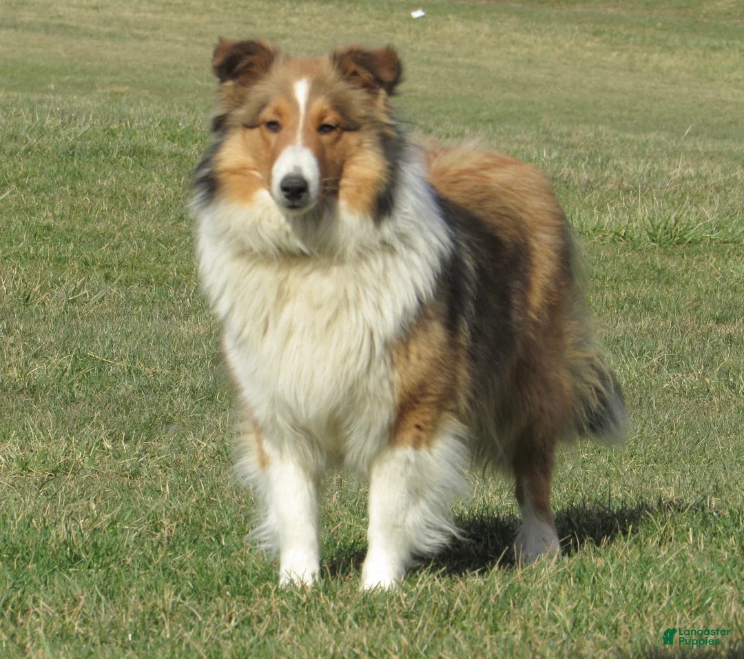 Shetland Sheepdog dogs for sale: Bruno Shetland Sheepdog Puppy  - Ad 6