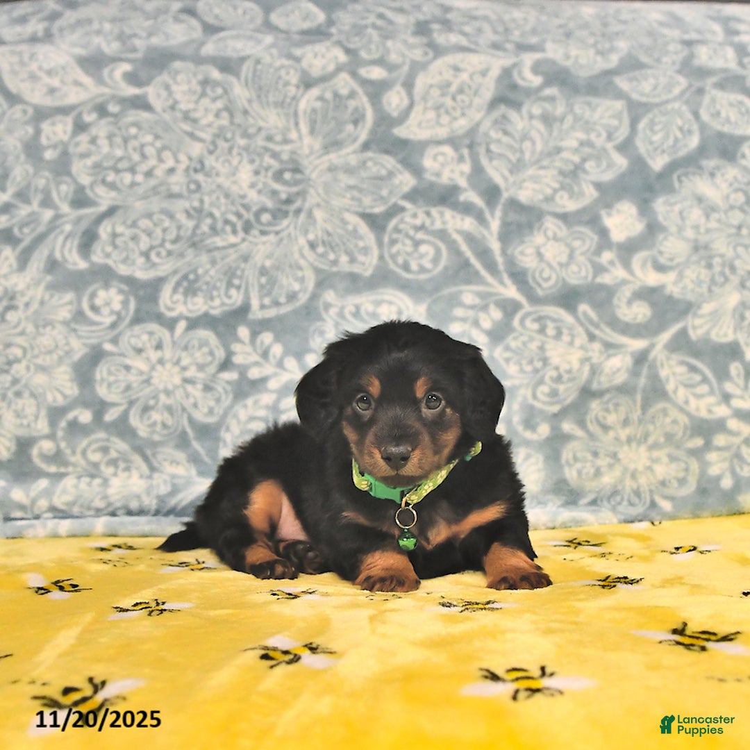 Miniature Dachshund dogs for sale: Prince   - Ad 8