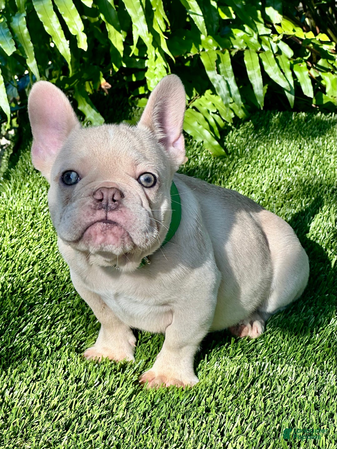 French Bulldog dogs for sale: French Bulldog Puppy 2 - Ad 3