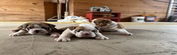 English Bulldog dogs for sale: Becca - Ad 16