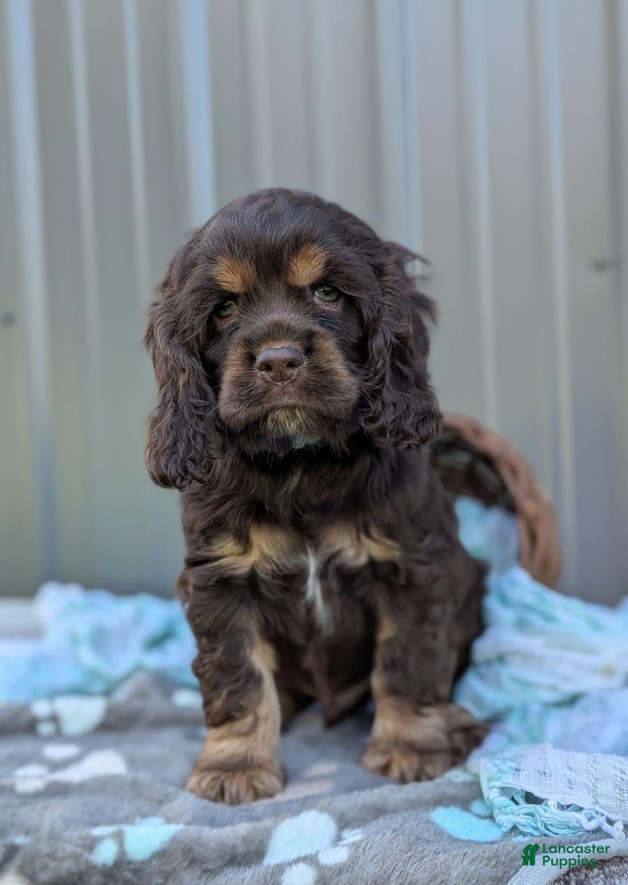 Cocker Spaniel dogs Duke - Ad 1