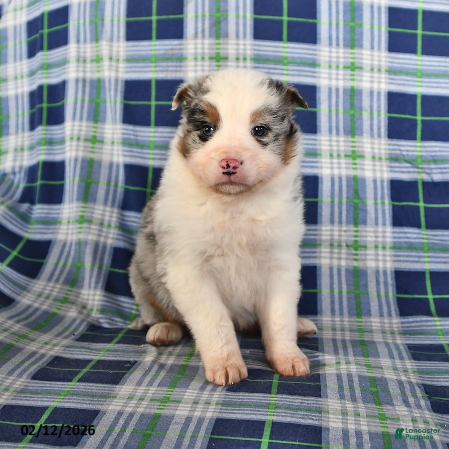Australian Shepherd dogs Flint - Ad 10