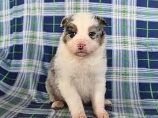 Australian Shepherd dogs Flint - Ad 10