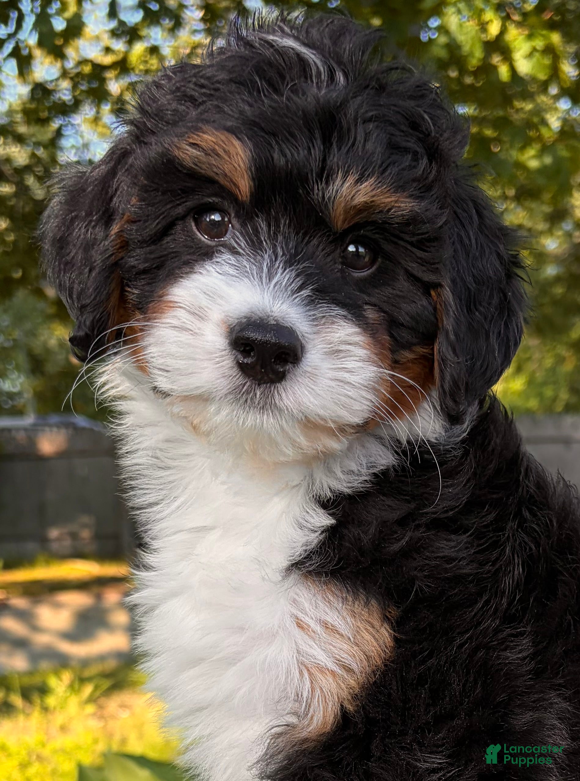 Mini Bernedoodle dogs ❤️IN BOSTON MASSACHUSETTS AREA❤️MINI BERNEDOODLE GIRL❤️ - Ad 1