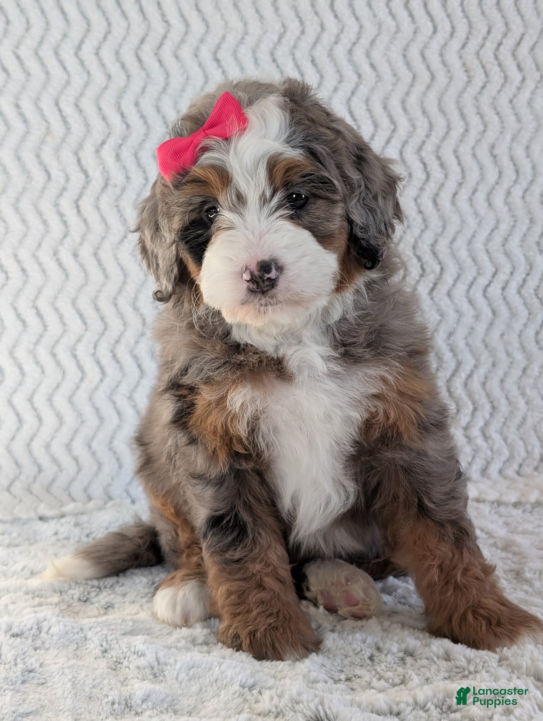 Mini Bernedoodle dogs for sale: Mini Sadie  - Ad 9