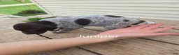 German Shorthaired Pointer dogs for sale: Juniper  - Ad 3