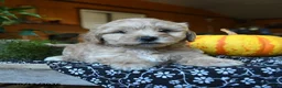Maltipoo dogs for sale: Mopsy - Ad 5