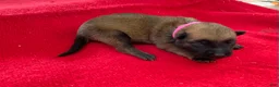 Belgian Malinois dogs for sale: Pink female  - Ad 3