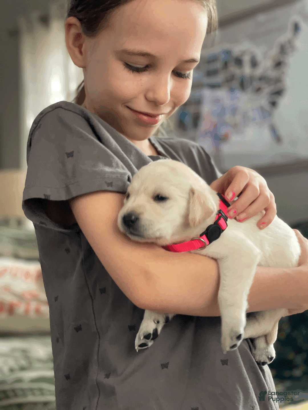 Labrador Retriever dogs for sale: Algonquin-red collar - Ad 28