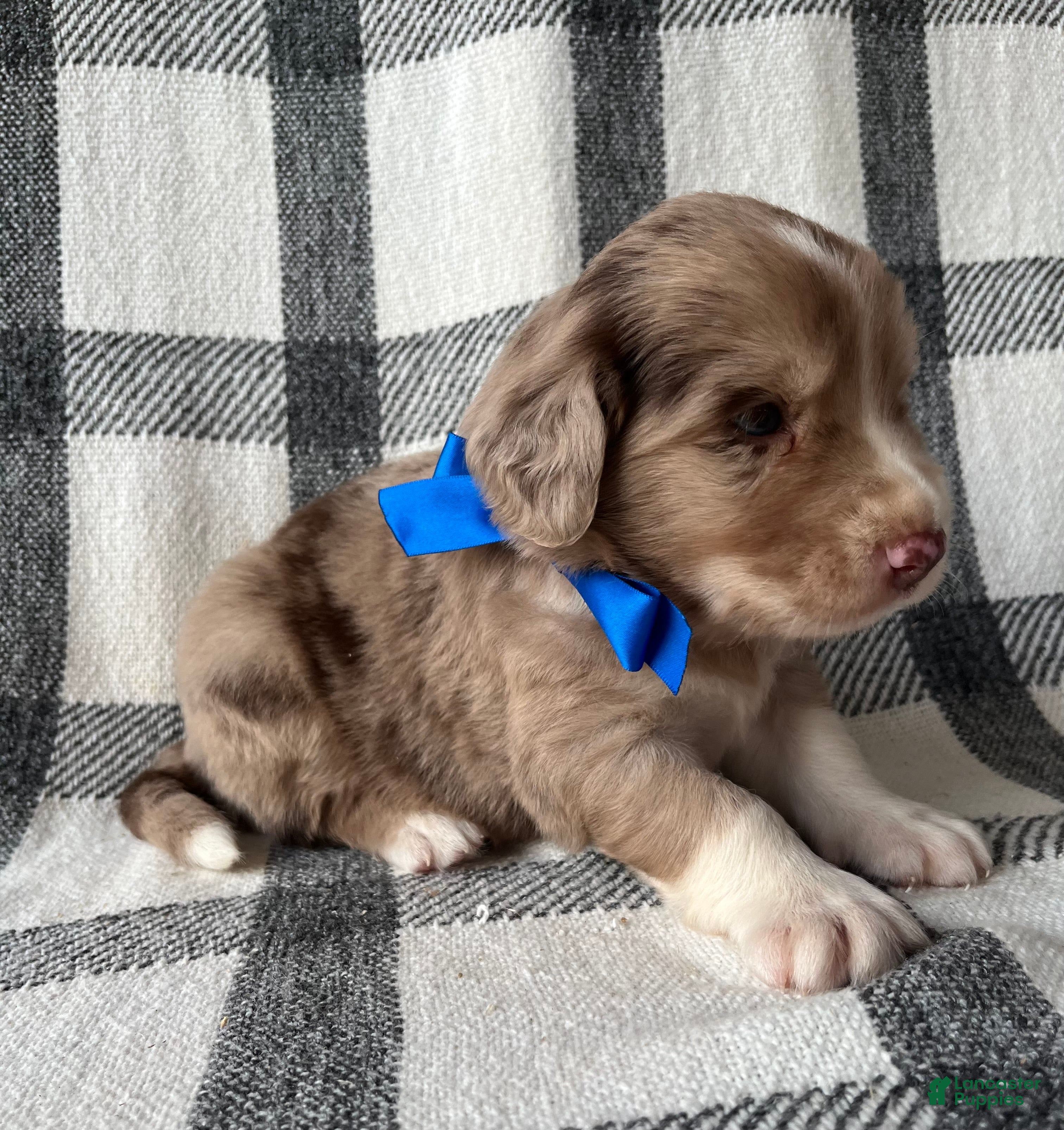 Mixed Breed dogs Buddy - Ad 1