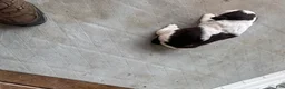 English Springer Spaniel dogs for sale: Olivia - Ad 3