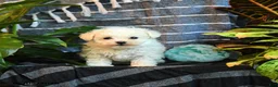 Bichon Frise dogs for sale: Cotton - Ad 4