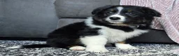 Australian Shepherd dogs for sale: Wally - Ad 12