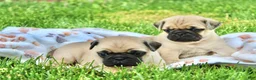 Pug dogs for sale: Ellie - Ad 10