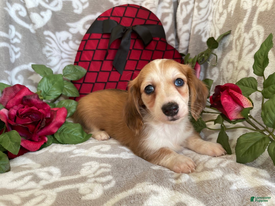 Miniature Dachshund dogs for sale: Brynn - Ad 6