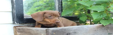 Cooper 
